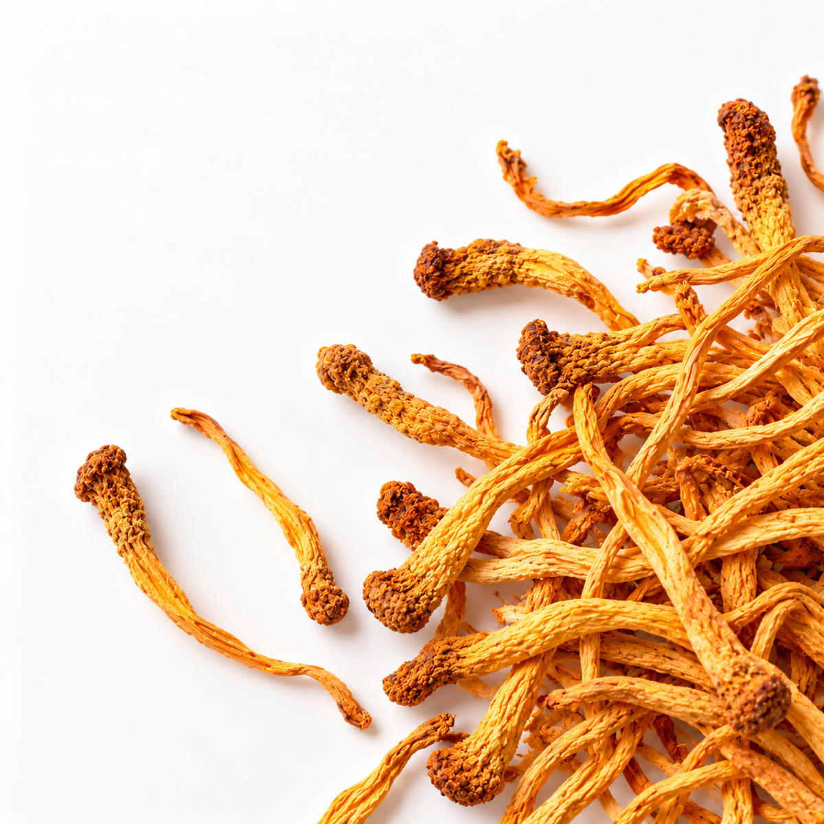 Cordyceps