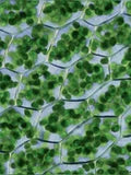 Folate (B9)