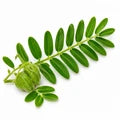 Tribulus Terrestris