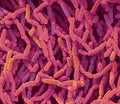 Lactobacillus Rhamnosus