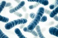 Lactobacillus reuteri